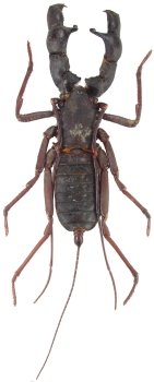 Hypoctonus